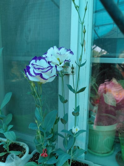The image depicts a close-up view of two white and purple lisianthus flowers in a garden setting, likely on a windowsill, in Бұлақты, Kazakhstan. The flowers are the primary subjects, with one in full bloom and the other partially open, showcasing their delicate petals edged in vibrant purple. They are supported by tall, slender green stems with opposing leaves. To the right of the flowers, a thin stem with several unopened buds is visible, suggesting the presence of more blooms to come. In the background, a windowpane is present, distorting the view of what appears to be a person wearing a pink garment reflected in the glass. Various potted plants are also visible, some containing soil and greenery. The overall color palette is dominated by shades of green and white, with accents of purple and pink, creating a soft, natural aesthetic. The lighting suggests it is daytime, with diffused light filtering through a translucent screen, possibly a mosquito net.