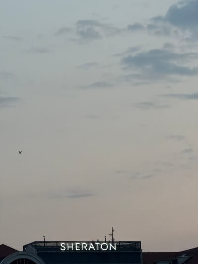 A neon sign reading "SHERATON" is illuminated against a dusky sky. The sign is positioned on top of a dark building, which appears to be a hotel. The sky is overcast with scattered clouds. A single bird is visible in the upper left portion of the image, flying against the muted sky. The lower portion of the image shows the roofline of the building with some architectural details. This image was taken in Sopot, Poland.