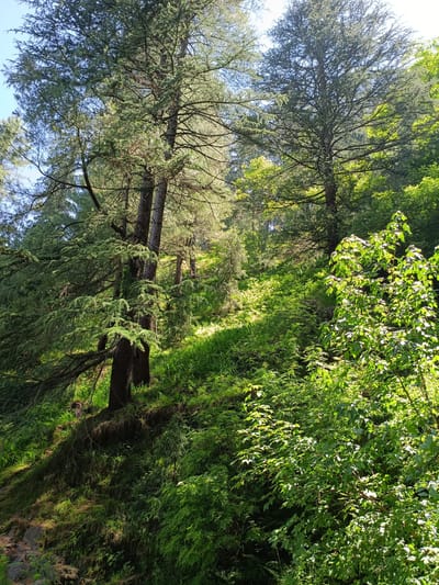 This image depicts a dense, sun-dappled forest scene, likely in Sarsai, India, characterized by a steep, verdant hillside. Tall trees, including coniferous species with their characteristic needle-like foliage, dominate the upper and middle sections of the frame. Sunlight filters through the canopy, creating patches of bright illumination on the undergrowth, which consists of thick, lush green ferns and various other leafy plants. The terrain is uneven and appears to be a natural, undeveloped area. There are no people or animals visible in the scene. The overall impression is one of a vibrant, thriving natural environment.