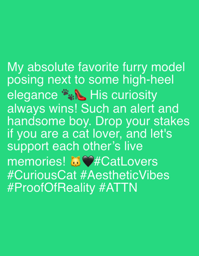 The image contains text against a bright green background. The text appears to be a social media post. The first line reads "My absolute favorite furry model". The second line is "posing next to some high-heel". The third line is "elegance 🐾👠 His curiosity". The fourth line is "always wins! Such an alert and". The fifth line is "handsome boy. Drop your stakes". The sixth line is "if you are a cat lover, and let's". The seventh line is "support each other's live". The eighth line is "memories! 🐈🖤#CatLovers". The ninth line is "#CuriousCat #AestheticVibes". The tenth line is "#ProofOfReality #ATTN". There is no information in the image about the city of Riverview, United States of America.