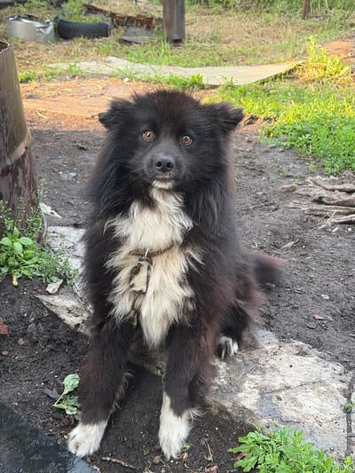 A medium-sized, shaggy black dog with white chest fur and white paws sits on a rock in a dirt yard. The dog faces the camera with its head slightly tilted and its eyes looking forward. The dog is wearing a metal chain collar and leash. In the background, there are some green plants, wooden structures, and debris. The scene appears to be an outdoor residential area in Skovorodino, Russia, likely a rural or semi-rural setting.