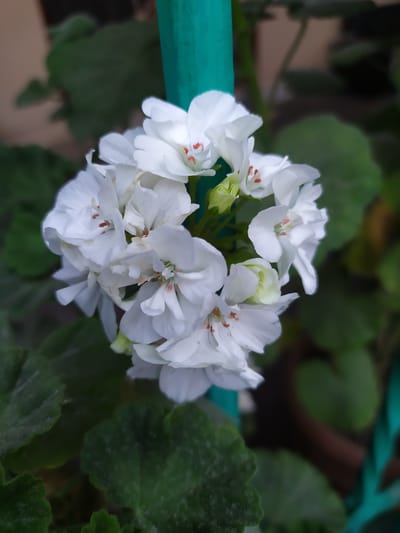 The image shows a close-up of a cluster of white geranium flowers, with their petals slightly ruffled and tinged with red at the centers. Some of the flowers are in full bloom, while others are still in bud. The flowers are set against a backdrop of green leaves, some of which appear slightly dusty. A bright turquoise rod or pipe runs horizontally across the upper left portion of the image, partially obscuring the flowers and leaves. The lighting suggests it could be daytime, possibly overcast or in a shaded area, as there are no strong shadows. The setting appears to be a garden or a plant-filled area, given the presence of foliage and a pot-like object in the blurred background. There is no visible text in the image.