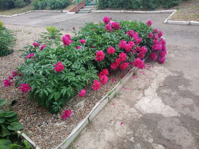 The image shows a cluster of bright pink peonies in full bloom, lining a walkway in an urban setting. The flowers are dense and bushy, with deep green foliage. They are planted in a bed of small, mixed-colored pebbles, bordered by a concrete curb. To the right of the flower bed, the walkway is paved with cracked and weathered concrete. In the background, a paved area with white painted lines, likely a parking lot or road, is visible, bordered by a patch of grass. Further in the background, there are dense green bushes and trees. A portion of a green metal ramp and stairs leading up to a building is visible to the upper left, suggesting a public space or park. The scene appears to be outdoors on a cloudy or overcast day, given the diffused lighting and lack of harsh shadows. The overall impression is one of a well-maintained public green space within a Russian city, possibly in Yurga, Russia, as indicated by the context. There are no people visible in the image.