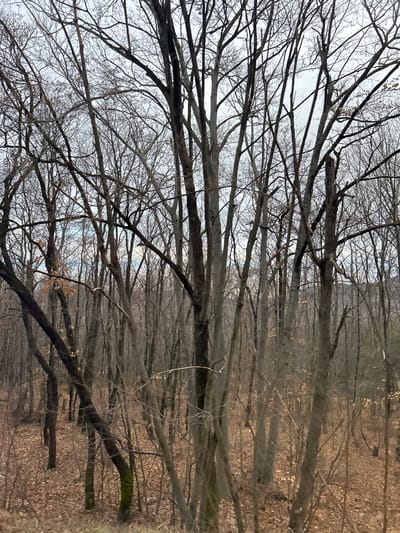 The image captures a dense, dormant deciduous forest scene, typical of late autumn or winter, situated near Tsar Kaloyan, Bulgaria. Numerous bare tree trunks and branches, varying from pale gray to dark brown and black, occupy the entire vertical expanse of the frame. Many trunks are slender and vertical, while others exhibit intricate branching and intertwining patterns. Patches of green moss are visible on a tree trunk in the lower-left quadrant. An overcast, light gray sky is discernible through the leafless canopy. The forest floor is uniformly covered with a thick layer of dry, brown fallen leaves. No individuals, animals, or man-made structures are present. Faint outlines of distant, undulating terrain are visible through the trees in the upper right background. The scene is illuminated by ambient, diffused daylight.