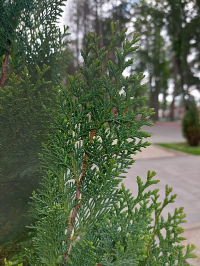 The image shows a close-up of a coniferous tree branch with small, scale-like leaves. The branch is a vibrant green, with some lighter green new growth at the tips. The background is blurred, showing a park-like setting with other trees, a paved pathway, and a green lawn. In the distance, there are blurred figures of people and another conical-shaped shrub. The scene appears to be outdoors, possibly in a public park or garden. The lighting suggests it is daytime. The location is specified as Alikonovka, Russia, suggesting a possibly temperate climate where such trees would grow.