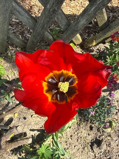 A vibrant red tulip, with a yellow and black center, dominates the scene. The flower is positioned at the center of the frame, slightly tilted to the right. Adjacent to the tulip, on the left, is a section of a weathered gray wooden fence, partially obscured by the flower. The background consists of a mix of vegetation and soil, with a few small purple flowers visible in the upper portion of the image. Sticks or cut branches are also present in the lower right corner. The scene suggests a garden setting, likely in a residential area or park. There is nothing specifically linking the image to Saint-Jean-de-Luz, France. Therefore, location is not determinable from this image.