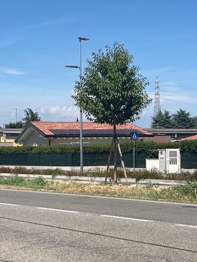 The image shows a street scene in Castiglione delle Stiviere, Italy, on a clear, sunny day. The perspective is from a roadside, looking slightly upwards towards a residential area and a clear blue sky.

In the foreground, a paved road with a white line marking runs diagonally through the frame. To the left of the road is a strip of dry grass and some vegetation, bordered by a low concrete barrier. Further left, a young tree with green leaves is planted, supported by wooden stakes. A street lamp is visible behind the tree.

Beyond the roadside, a house with a reddish-brown tiled roof is partially visible. The house is surrounded by a green hedge. A blue pedestrian crossing sign is mounted on a pole in front of the house. In the background, a tall metal pylon is prominent against the sky, suggesting the presence of a power line or telecommunications infrastructure. There are also some evergreen trees and a white structure that appears to be an electrical enclosure.

No people are visible in the image, and the scene appears quiet and serene, bathed in the bright sunlight of midday. The overall impression is one of a typical suburban or semi-rural environment in Italy. There is no visible text in the image.