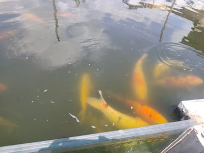 The image shows a pond, likely in Grigorevo, Bulgaria, filled with koi fish. The water is murky, reflecting the sky. Several large, yellow-orange koi are visible, clustered near the edge of the pond which has a concrete and glass barrier. There are ripples on the surface of the water. Small white particles are suspended in the water. A reflection of a pole-like structure is visible in the water.
