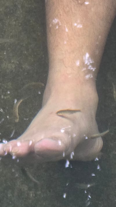 Underwater view of a foot in a tank, surrounded by Garra Rufa fish (doctor fish). The fish are clustered around the foot, and the tank appears to be a fish spa in Nam Ninh Hoa, Vietnam.