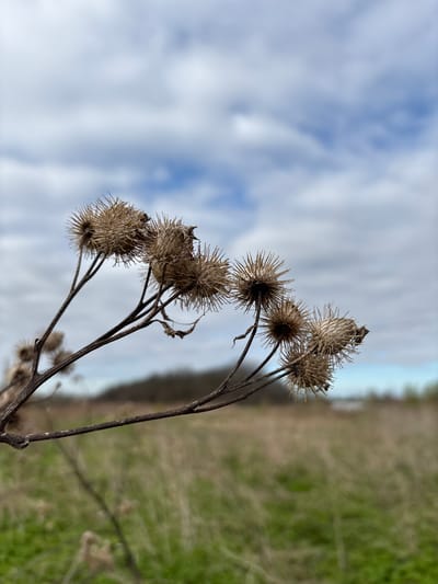 The image features a close-up, angled view of several dried burdock (Arctium) seed heads and their slender, dark stems. The plants, appearing brittle and brownish-tan, are positioned in the mid-ground, extending from the lower-right towards the upper-left of the frame. Their characteristic hooked bracts are clearly visible, forming spiky, spherical clusters.
The background is divided into two distinct, heavily blurred areas. The upper-left portion of the image displays an overcast or partly cloudy sky, showing patches of light blue amidst soft white and grey clouds. The lower-right background consists of indistinct green and brown vegetation, suggesting a field or natural ground cover, rendered completely out of focus due to a shallow depth of field. A faint, blurred horizontal line, likely the distant horizon, separates the sky and land in the far right.
No people or visible text are present. The scene is a static natural landscape, likely captured during late autumn or winter given the dry state of the plants. The setting is an outdoor environment, possibly a field or roadside in Staroe Rakomo, Russia. The light suggests it is daytime, though direct sunlight is not apparent.