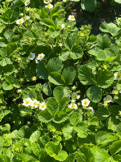 The image shows a ground-level view of strawberry plants with green leaves and white flowers with yellow centers. The plants are densely packed, with some areas showing exposed soil. The image is taken outdoors, with natural lighting. There is no indication of the city of Oblivskaya, Russia, or any people, actions, or interactions.