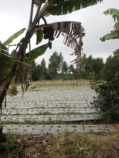 The scene depicts an agricultural field in Kondha, India, under an overcast sky. In the left foreground, a banana tree (Musa species) stands with green and dried, tattered leaves, featuring a cluster of dark, unripe bananas hanging from its stalk. The ground in the immediate foreground consists of dry grass and leaf litter. To the right foreground, a dense, dark green shrub is partially visible. The midground is dominated by a large cultivated area organized into parallel rows of raised beds covered with light-colored, possibly grey or white, plastic mulch. Numerous small, green plant seedlings are visible emerging through evenly spaced perforations in the mulch. Narrow strips of dry grass separate these mulched rows. Towards the middle-background of the field, a section contains multiple upright wooden stakes or poles arranged in rows, suggesting a trellis or support structure for crops. The background features a dense treeline composed of tall, coniferous trees. The sky is uniformly grey and cloudy. No individuals or animals are present.