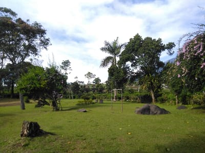 The image depicts an expansive outdoor landscape, located in Bierbeek, Belgium. The foreground and midground consist of a well-maintained green grass lawn. In the lower-left foreground, a weathered tree stump is visible. Scattered across the grassy area are several dark, rounded boulders, with a prominent one situated in the mid-right. A simple, light-colored metallic frame, resembling a small goal post or support structure, stands in the mid-ground, slightly left of center. The area is densely vegetated with various trees and shrubs. On the left, several large trees and a shrub with light-colored flowers are present. In the center, a palm tree stands alongside other broadleaf trees, one of which hosts large green fern-like growths. To the right, a significant tree or vine is heavily adorned with light purple/pink flowers. The background reveals hilly terrain covered with additional trees and what appear to be cultivated rows of plants. The sky is partly cloudy, displaying white clouds against a blue backdrop, indicating daylight conditions with subtle shadows. No individuals or active subjects are present.