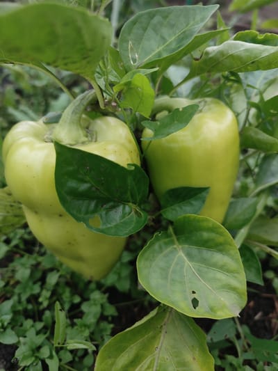 A close-up, eye-level shot captures two pale green bell peppers on a plant, surrounded by lush green foliage. The peppers are the primary subjects, with one larger pepper on the left and another slightly smaller one on the right, partially obscured by leaves. The plant appears to be growing outdoors, with dark soil and small green weeds visible in the background. The lighting is natural, suggesting an overcast day or shade. The image is taken in Il'bukhtino, Russia.