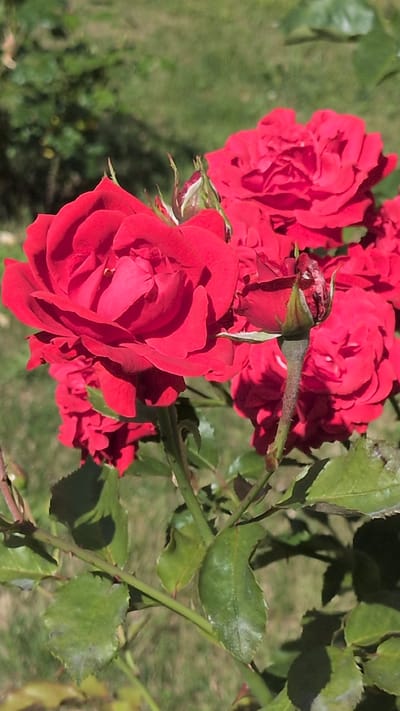This is a close-up, vertical, outdoor, natural light photograph of several red roses in various stages of bloom. The roses are the primary subjects and are positioned in the foreground and midground. The largest rose, a vibrant red, is in sharp focus on the left side of the image, with its petals unfurling. Behind and to the right of this rose are other red roses, some fully open and some appearing as buds or partially opened. One prominent bud is in focus on a stem in the right-center of the frame. The stems are green and appear somewhat woody, with visible thorns. Green leaves, some with white speckling or marks, are interspersed among the roses and stems. The background consists of a soft-focus green and brown area, likely grass and foliage, suggesting a garden or park setting. The lighting indicates it is a sunny day, casting shadows on the leaves and petals. There are no people or animals present in the image. The scene is a detail of a rose bush, likely in a garden in Buttstädt, Germany, given the provided context, though the specific location within the city is not discernible from the image itself.