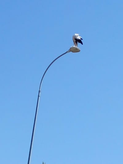 A single white and black bird is perched on top of a street lamp. The bird is facing away from the camera, with its head tucked into its back and its wings partially spread. The street lamp is a modern design with a curved arm. The sky is clear and blue. The scene is set against a bright blue sky. The location of this image is believed to be in the city of Eskikurgan, Uzbekistan.