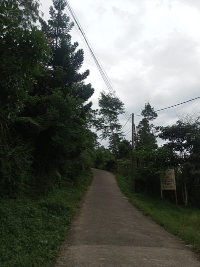 The scene depicts a narrow, concrete-paved road ascending gently through a vegetated area in Hasanparthy mandal, India. The road, devoid of visible markings or shoulders, curves slightly to the left as it recedes into the midground. On the left side, a steep embankment is densely covered with lush, dark green foliage, including tall trees, ferns, and various undergrowth. The right side of the road also features dense green vegetation, with multiple trees, shrubs, and grass. Several dark utility poles are visible along the right edge of the road, supporting multiple parallel black power lines that traverse diagonally across the upper frame against the sky. A light-colored, weathered rectangular sign with dark, unreadable text is partially visible on the right, mounted on a wooden post amidst the foliage near the utility poles. The sky above is uniformly overcast with grey clouds. No people, animals, or vehicles are present. No specific actions or interactions are depicted.