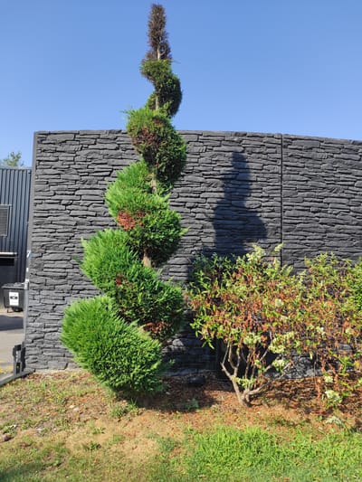 In the city of Villefontaine, France, a spiral-shaped cypress tree stands prominently in front of a dark grey, stacked stone wall under a clear blue sky. The cypress, with its lush green foliage, is partially covered in brown, dried sections, indicating some distress or seasonal change. The top of the tree is entirely brown and appears dead, contributing to its spiral form. To the right of the cypress, a bush with green leaves and clusters of small white flowers is situated, some of its leaves also showing signs of browning. The ground surrounding the plants consists of dry, patchy grass and scattered fallen leaves. To the left of the cypress, a portion of a dark grey, ribbed structure, possibly a building or fence, is visible, along with a black trash bin bearing the number "7". The scene is bathed in sunlight, casting a distinct shadow of a person onto the stone wall.