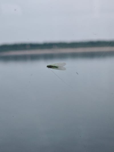 The image shows a close-up of a small, delicate insect with translucent wings, possibly a lacewing, perched on a surface that appears to be wet, possibly a window or a smooth surface of a plant. The insect is light green with a slender body and long antennae. Its wings are spread open, revealing a fine network of veins. A thin, dark filament extends from the insect, possibly a leg or part of its wing.
The background is blurred, suggesting a shallow depth of field. A horizontal band of dark, out-of-focus shapes runs across the middle of the image, which could represent trees or distant foliage. The overall lighting is diffused and muted, indicating an overcast or twilight setting. The color palette is dominated by cool, desaturated tones of gray and blue, creating a calm and slightly somber mood. There is no visible text in the image. The context of Bakhta, Russia, places this scene in a natural environment, likely during a time of day when insects are active.