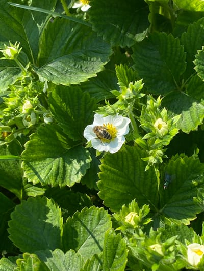 The image shows a close-up of a strawberry plant in Oblivskaya, Russia. The plant features several large, green leaves with serrated edges. A single, white strawberry flower is prominently displayed in the center, with a bee gathering pollen on its yellow center. Another, unopened flower and several leaves surround the central bloom. A green fly is also visible on a leaf in the upper right portion of the image. The lighting suggests it's daytime, with shadows cast across the leaves.