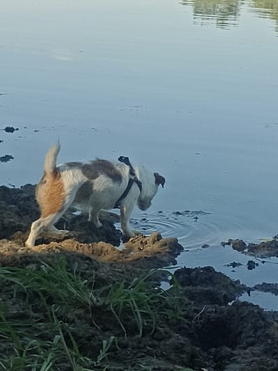 A small dog, predominantly white with brown patches and an orange hindquarters, stands on a muddy bank at the edge of a body of water. The dog is wearing a dark harness. Its head is lowered, and it appears to be sniffing or investigating the water. The water is calm with ripples near the dog's paws, suggesting it has recently entered or disturbed the water. The bank is made of dark, wet mud and some tufts of green grass are visible in the foreground. The water reflects a pale blue sky, and in the upper right corner, a faint reflection of trees or foliage is visible, indicating an outdoor setting. The overall lighting suggests it could be late afternoon or early morning. The scene is tranquil and appears to be set in a natural environment, possibly a pond or a slow-moving riverbank, in Korotnoye, Moldova. There is no visible text in the image.