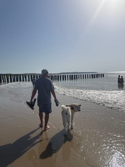 The media file depicts a sunny day at the beach in Wissant, France. The scene features two people and two dogs. In the foreground, a man wearing a grey t-shirt, grey shorts, a grey baseball cap, and black sandals is standing on the wet sand, looking up at the sky. He is holding a leash that leads to a light-colored dog, likely a Shiba Inu mix or similar breed, lying down in the shallow water. The dog is wearing a harness. Another light-colored dog is partially visible behind the first one.

In the background, further out in the water, two silhouetted figures of people are standing. The water is clear and the sunlight reflects brightly off its surface, indicating a bright, sunny day. Along the shoreline, a series of wooden groynes or breakwaters are visible, extending out into the sea, a common feature of the Wissant coastline. The sky is clear and bright blue. The overall mood appears relaxed and enjoyable, suggesting a pleasant day at the beach. There is no visible text in the image.