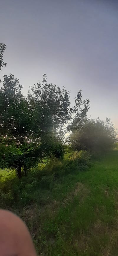 The image shows a natural outdoor scene with vegetation under a hazy, overcast sky. In the foreground, a blurry, light brown rounded object, possibly a thumb, is partially visible on the left. The middle ground is dominated by dense green foliage, including trees with dark green leaves and a cluster of bushes. The sunlight filters through the leaves in some areas, creating dappled light effects. The background consists of a gradient sky, transitioning from a pale gray at the top to a lighter, almost white hue towards the horizon, with a hint of yellow on the far right suggesting potential sunset. The ground is covered in green grass, with some dried stalks interspersed. The scene appears to be in a rural or park-like setting, possibly in or around the city of Safedaron, Tajikistan, given the context of its location. There are no people or any discernable human activity depicted beyond the partial presence of what might be a thumb.