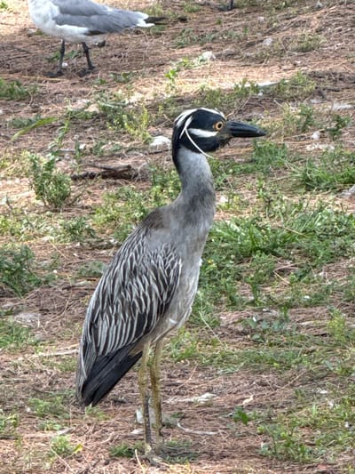 In this image, two birds are visible in a natural, outdoor setting. The primary subject is a Yellow-crowned Night Heron, distinguished by its black cap, black bill, striking white eye-ring, and finely striped grey and white plumage on its back and wings. The bird is positioned in the center of the frame, with its head turned upwards and its sharp, pointed bill held high. Its eye is a prominent circular feature with an orange iris.
To the left of the heron, a second bird, likely a goose or swan, is partially visible. It has a predominantly white body with grey markings on its wings and tail. Its legs and webbed feet are also visible, appearing dark and gripping the ground.
The environment consists of dry grass and sparse green vegetation, suggesting a dry or possibly coastal habitat. The ground is covered in a mix of straw-colored dried grass and patches of greener, low-lying plants. The lighting suggests it could be daytime, with no distinct shadows indicating a specific time.
The scene is peaceful, with the birds appearing to be at rest or perhaps observing their surroundings. There is no discernible activity or event taking place beyond the birds' presence in their natural habitat. The location context provided is North Miami Beach, USA, which aligns with the appearance of a coastal bird species. No text is visible in the image.