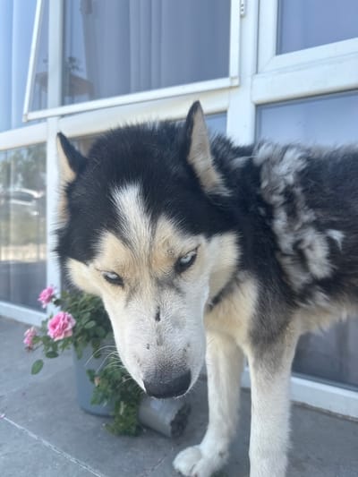 A husky dog with blue eyes and black and white fur is standing outdoors in front of a building with large windows. The dog's head is tilted down, and it appears to be looking at something on the ground. There are pink roses in a pot to the left of the dog. The ground appears to be paved. The scene is set in Brestovets, Bulgaria.