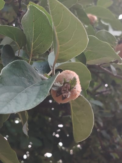 The image is a close-up shot of a cluster of green leaves and a small, fuzzy, light brown fruit hanging from a branch. The fruit is roundish and appears to have some darker brown or green parts at its top. The leaves are oval-shaped with visible veins. The background is out of focus, showing a dark, leafy environment with several circular highlights, likely from sunlight filtering through. The location is a tree in the city of Степное, Russia.