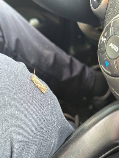 The image shows a close-up view of a grasshopper on a person's leg inside a vehicle. The grasshopper is light brown and appears to be resting on dark gray fabric. In the background, part of the vehicle's interior is visible, including a black dashboard and a dial with "AUTO" and "A/C" labels. The lighting suggests an indoor setting, possibly during the day. The image does not provide any information about the city of El'buzd, Russia.