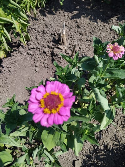 This image captures a close-up view of a garden bed with several vibrant pink zinnias in bloom. The foreground is dominated by a large, unfocused pink zinnia with a yellow center, its petals radiating outwards. Behind it, another zinnia, also pink with a yellow core, is slightly more in focus. Lush green leaves and stems surround the flowers, providing a backdrop of organic texture.
The ground beneath the plants appears to be dark, tilled soil, with some scattered dry organic matter. The lighting suggests it is a sunny day, casting shadows on the soil and highlighting the colors of the flowers. The overall scene depicts a natural, outdoor setting, likely a garden. There are no people visible, and the focus is entirely on the flora. The image conveys a sense of natural beauty and the tranquility of a garden in bloom. The location context provided is Bila Krynytsia, Ukraine. There is no visible text in the image.