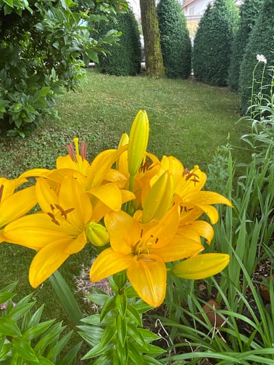 This is a close-up, eye-level shot of a cluster of bright yellow lilies in a garden setting. The lilies are the primary subject, with several open blooms and buds visible. Water droplets are present on the petals, suggesting recent rain or dew. The background consists of lush green foliage, including tall, thin leaves and manicured green bushes. To the left, a portion of a tree trunk covered in moss and a hint of a building are visible, indicating a residential garden. The overall scene depicts a vibrant and natural outdoor environment. The lighting appears soft, possibly indicating an overcast day or early morning/late afternoon. No people or text are present in the image. The composition focuses on the natural beauty of the flowers and the garden.