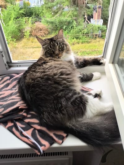 A long-haired, grey and white cat lies on a windowsill covered with a pink and black striped blanket. The cat is resting on its side, facing the camera, with its paws extended. The windowsill is white and overlooks an outdoor scene with green trees and grass. In the background, there are some industrial structures visible. The scene appears to be in Veshenskaya, Russia.