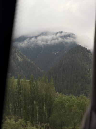 The image captures a mountainous landscape with a dense forest covering the slopes. The peak of one mountain is obscured by clouds, giving it a somewhat ethereal appearance. In the foreground, a line of tall, slender trees with green foliage stands prominently, separating the viewer from the distant mountains. The environment appears natural and undeveloped, suggesting a remote or rural location. Based on the provided location of Barskoon, Kyrgyzstan, this image likely depicts a scene from the Barskoon Gorge, a popular natural attraction known for its dramatic mountain scenery and coniferous forests. There are no people or specific man-made objects visible in the frame, focusing solely on the natural environment. The lighting suggests an overcast or diffused daylight, contributing to the muted colors of the scene.
