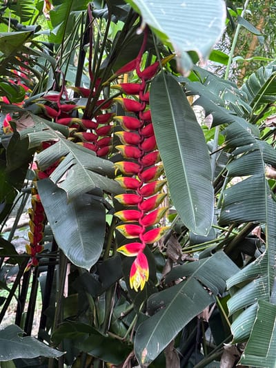 In Tân Phú, Vietnam, a vibrant cluster of Heliconia flowers, commonly known as lobster claws or false bird of paradise, hangs from thick green stalks amidst large, dark green banana-like leaves. The flowers are a striking combination of bright red bracts that cradle smaller yellow and red tubular flowers, creating a cascading effect. The surrounding foliage is lush and dense, with visible stems and leaves in various stages of growth and decay, suggesting a natural or cultivated garden setting within the city. The lighting suggests an overcast day, casting soft shadows and highlighting the rich colors of the blooms. No people or animals are visible in the frame.