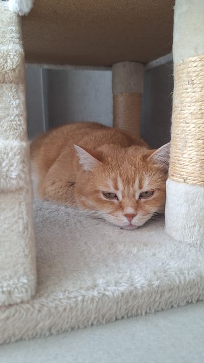 An orange tabby cat is lying down on a fluffy, light-colored surface, nestled within a cat tree. The cat is facing the viewer, with its head resting on its paws. Its eyes are partially closed, and its expression appears relaxed. The cat tree has multiple levels and is covered in a soft, fuzzy material and sisal rope. The background is a neutral gray, suggesting an indoor setting. The image was taken in Schwaikheim, Germany.
