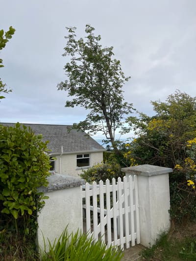 The image depicts an exterior view of a white, two-story house situated in Mountcharles, Ireland. The house has a grey, tiled roof and two visible windows. In the foreground, a white picket gate stands open, with a stucco pillar to its right topped with a grey concrete cap. To the left of the gate and house, lush green bushes and ivy cover a stone wall. Behind the house and gate, a variety of trees and shrubs are visible, including a tall tree with green leaves and some branches extending over the house, and a bush with yellow flowers. In the distance, a body of water and a cloudy sky can be seen. There are no people or animals present in the scene.
