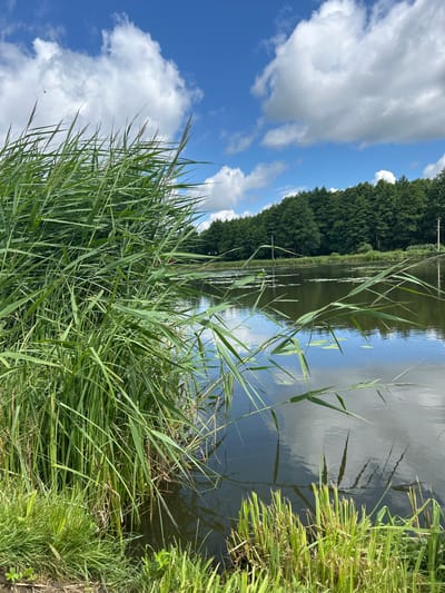 The image depicts a natural scene on a body of water, likely a pond or small lake, with a dense growth of tall green reeds in the foreground along the left bank. The water's surface is dark and reflective, mirroring the bright blue sky and scattered white clouds, as well as the green foliage of trees lining the opposite bank. Small lily pads are visible on the water's surface. A line of dense green trees forms a backdrop along the far side of the water. The sky is a vibrant blue with puffy white clouds, suggesting fair weather. A single bird is visible as a dark speck in the upper left quadrant of the sky. The overall impression is one of a serene, natural landscape. The location is identified as the city of Iwye, Belarus. There are no people or animals visible in the image.
