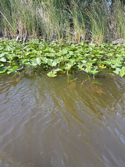 The image depicts a body of water, possibly a canal or a slow-moving river, in Weston, United States. The water's surface shows subtle ripples and reflections. The edge of the water is lined with dense vegetation, including tall grasses and broad-leafed plants that appear to be growing on the bank or shoreline. Some of the plants are partially submerged. The light suggests it is daytime.