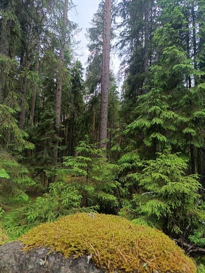 In the foreground of the image, a large, dark-colored rock is covered in a dense layer of vibrant green moss and dry pine needles. Beyond the rock, a dense forest of tall, slender pine trees stretches into the background. The trees are a mix of mature and younger specimens, with lush green needles filling the canopy. The forest floor is not clearly visible due to the density of the trees and undergrowth. The sky above is overcast and pale. The scene depicts a natural woodland environment, consistent with a location in Vishnovka, Russia. There are no people or animals visible in the image. The overall impression is one of a tranquil, untouched natural setting.