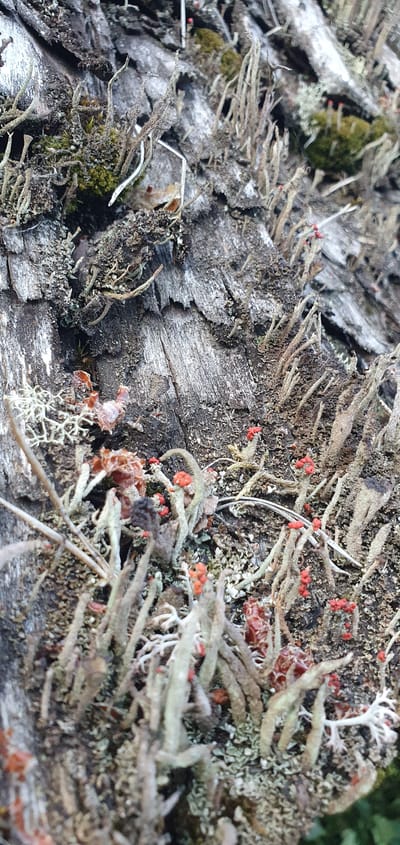 The image displays a close-up, detailed view of lichen growth on weathered, textured bark. The bark is a grayish-brown with visible cracks and a rough, layered surface. The lichen exhibits a variety of forms and colors, including delicate, branching structures in shades of gray and pale green. Interspersed among the lichen are small, vibrant red fruiting bodies, adding pops of color to the scene. Some areas show a mossy, green undergrowth. The overall impression is one of natural detail and texture. The location is specified as Puncene, Latvia.