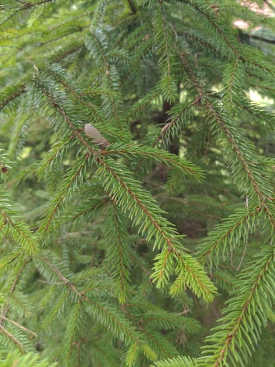 The image displays a close-up view of a dense evergreen tree, likely a spruce or fir, characterized by its lush green needles and dark brown branches. The needles are short, sharp, and arranged densely along the branches. The lighting suggests an outdoor environment, possibly during daylight hours, with soft shadows and a slightly blurred background indicating a shallow depth of field. There is no presence of people, man-made objects, or any specific landmarks that would pinpoint a location within the city of Сонячне, Ukraine. The focus is entirely on the natural texture and color of the tree's foliage.