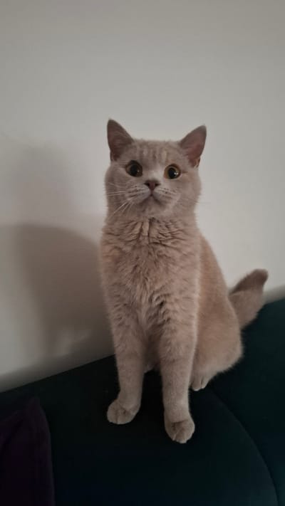 A light-colored, fluffy cat sits upright on a dark green couch, looking directly at the camera. The cat has large, round, amber-colored eyes and pointed ears. Its fur is a uniform light tan or beige color. The background is a plain, light-colored wall with a shadow cast on the left side. A dark purple object, possibly a cushion, is partially visible on the lower left of the couch. The scene appears to be indoors, likely in a residential setting. There are no discernible landmarks or details to indicate a specific location within Buchen (Odenwald), Germany.