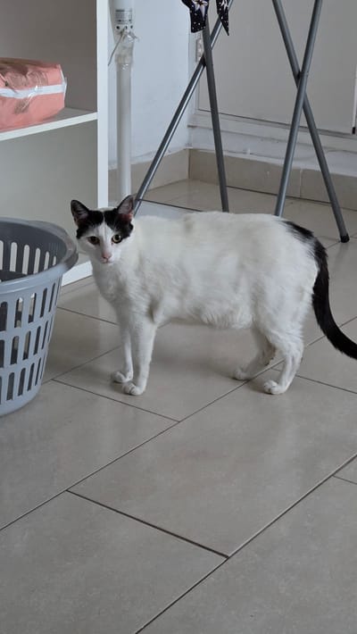 A black and white cat is standing on a tiled floor in what appears to be an indoor domestic setting. The cat is facing the camera with its body in profile. It has distinct black markings on its head and a black tail. To the left of the cat is a grey plastic laundry basket. In the background, there is a white shelf unit with pink packages on it, a white pole with medical equipment attached, and a silver metal drying rack with a black patterned cloth hanging from it. The floor tiles are light beige and laid in a rectangular pattern. The overall scene suggests a casual, everyday environment, possibly a laundry room or hallway. The image does not provide any specific clues or context to place it within the city of Guía de Isora, Spain.