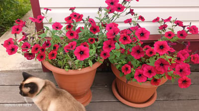 A Siamese cat with a green collar sits on a wooden deck in front of two terracotta pots overflowing with vibrant pink petunias. The cat is looking to the left, its fur a mix of cream and dark brown, with distinct dark markings on its ears and face. The petunias, a deep fuchsia color with dark centers, are lush and abundant, with many blossoms and green foliage. Behind the flowers, a white-paneled wall with dark red trim is visible. The scene is illuminated by natural light, casting soft shadows on the wooden planks of the deck. The timestamp "2026/07/01 10:19" is overlaid in the bottom left corner. This image was likely taken outdoors in a residential setting, possibly a porch or patio, in the city of Luza, Russia.