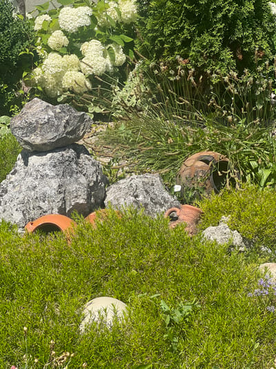 This is an overhead, slightly angled medium shot of a garden in Bolshoy Molokish, Moldova. The scene is dominated by various plants, rocks, and terracotta pottery, suggesting a cultivated, natural setting.
In the foreground and right side of the image, a dense, bright green shrub with fine, needle-like leaves fills a significant portion of the frame. To its left, large, greyish-white rocks are arranged amongst the greenery. Behind these rocks and to the left, a cluster of white hydrangeas with numerous small blooms is visible. Further left and towards the top of the image, a dark green evergreen shrub with scale-like leaves is present. Interspersed throughout are tall, thin stalks with seed heads, possibly from ornamental grasses or weeds.
Several pieces of terracotta pottery are partially visible. One large, dark terracotta pot with a wide opening is nestled amongst the greenery and rocks in the upper left quadrant. Another smaller, reddish-brown terracotta piece with an ornate design, possibly an elephant's head, is visible just below the larger pot. A portion of a light-colored spherical object, possibly another decorative element or pot, peeks out from the dense green shrub on the far right.
The lighting suggests it is daytime, with bright sunlight casting shadows. The plants appear healthy and well-watered, indicating favorable weather conditions for a garden. The overall impression is one of a charming, slightly rustic garden, possibly a private residence or a botanical garden, designed with a mix of textures and natural elements. No people are visible, and there is no discernible text in the image.