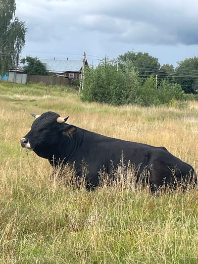 In Makar'evo, Russia, a black bull with short horns lies down in a dry, grassy field under a cloudy sky. The bull's head is turned to the left, with its eyes closed. In the background, there are several trees and a few small buildings, suggesting a rural or suburban setting. The field is a mix of dry grass and some green patches. Power lines are visible in the upper portion of the image.