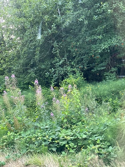 This image depicts a dense, overgrown natural area with lush green foliage. In the foreground, tall plants with slender, spiky leaves and clusters of small pink flowers are prominent, possibly fireweed. Behind these, a variety of green plants, including ferns and broad-leafed vegetation, create a thick undergrowth. In the background, a large tree with dark green leaves and small orange berries is visible. The overall impression is one of a wild or uncultivated landscape. There are no people, structures, or any indication of the specific city of Lynnwood, United States, in this image; it is purely a natural scene.
