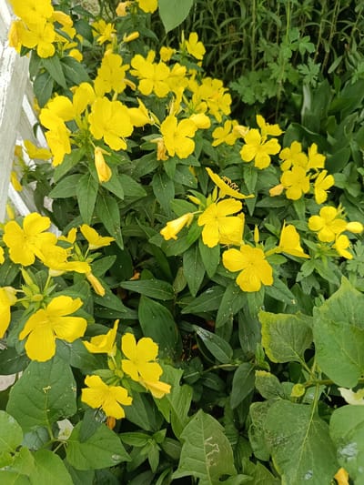 This media file is a close-up, eye-level shot of a vibrant bush of bright yellow flowers with green foliage. The flowers have five petals each and are in various stages of bloom, with some buds visible. The leaves are a deep green, and the overall impression is one of natural beauty. The setting appears to be outdoors, likely a garden, given the presence of other plants in the background, including taller green stalks. A white, slatted object, possibly a fence or garden furniture, is visible on the left side of the frame, adding a touch of human presence to the natural scene. There is no visible text in the image. The lighting suggests it is daytime, with no specific indicators of time of day or weather conditions, other than what appears to be some moisture on the leaves, hinting at recent rain or dew. The focus is sharp on the flowers and leaves, drawing the viewer's attention to the details of the plant life. The overall mood is serene and uplifting, showcasing the simple beauty of nature.